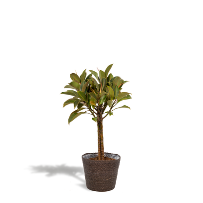 Ficus elastica Melany – Pflegeleichter Gummibaum im Korb, 90 cm
