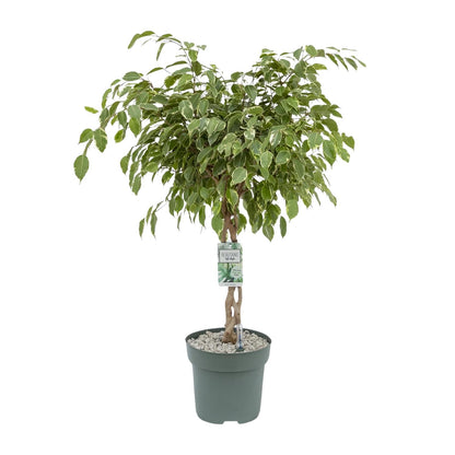Ficus Safrana 'Golden King' – 100 cm pflegeleichte Zimmerpflanze