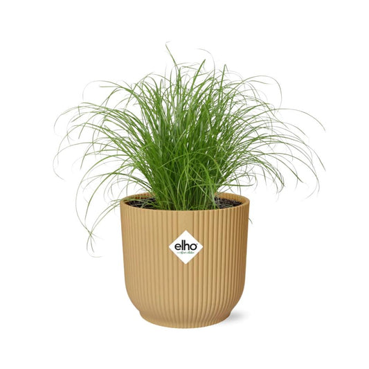 Cyperus alternifolius Schirmpflanze im ELHO Vibes Fold Topf 14 cm Gelb