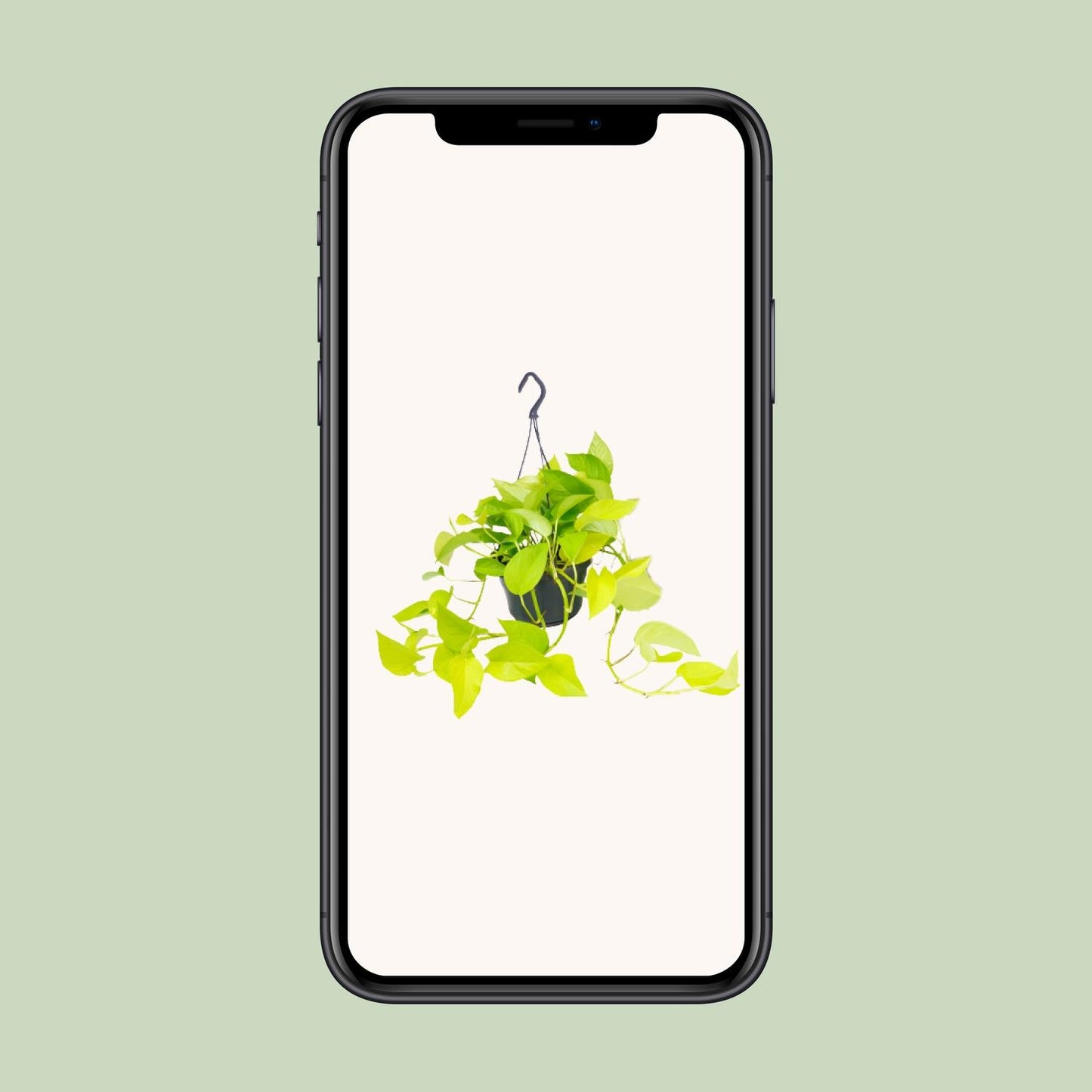 Efeutute Golden Pothos Ø15cm – Pflegeleichte Kletterpflanze