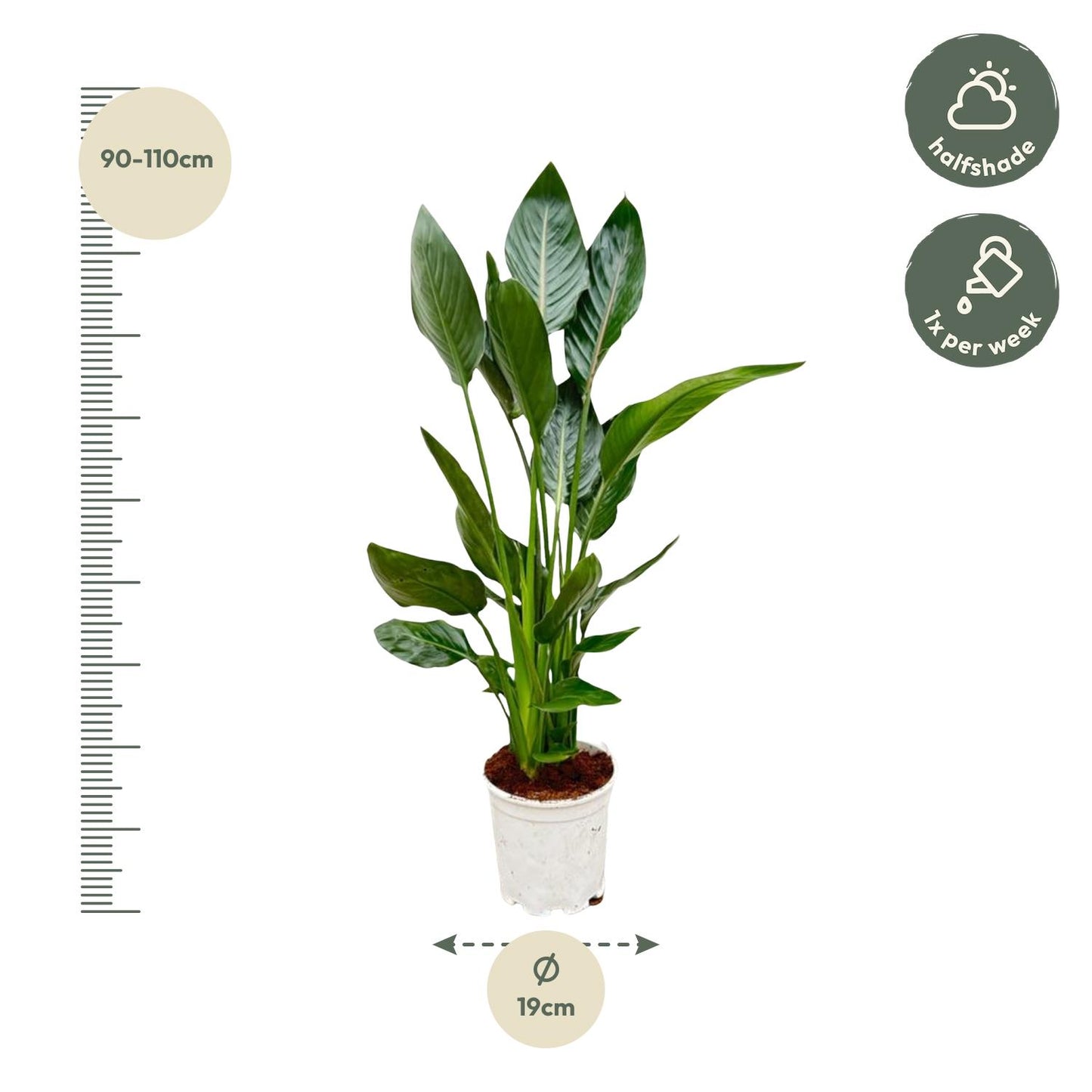 Strelitzia Reginae – Exotische Paradiesvogelblume 100 cm