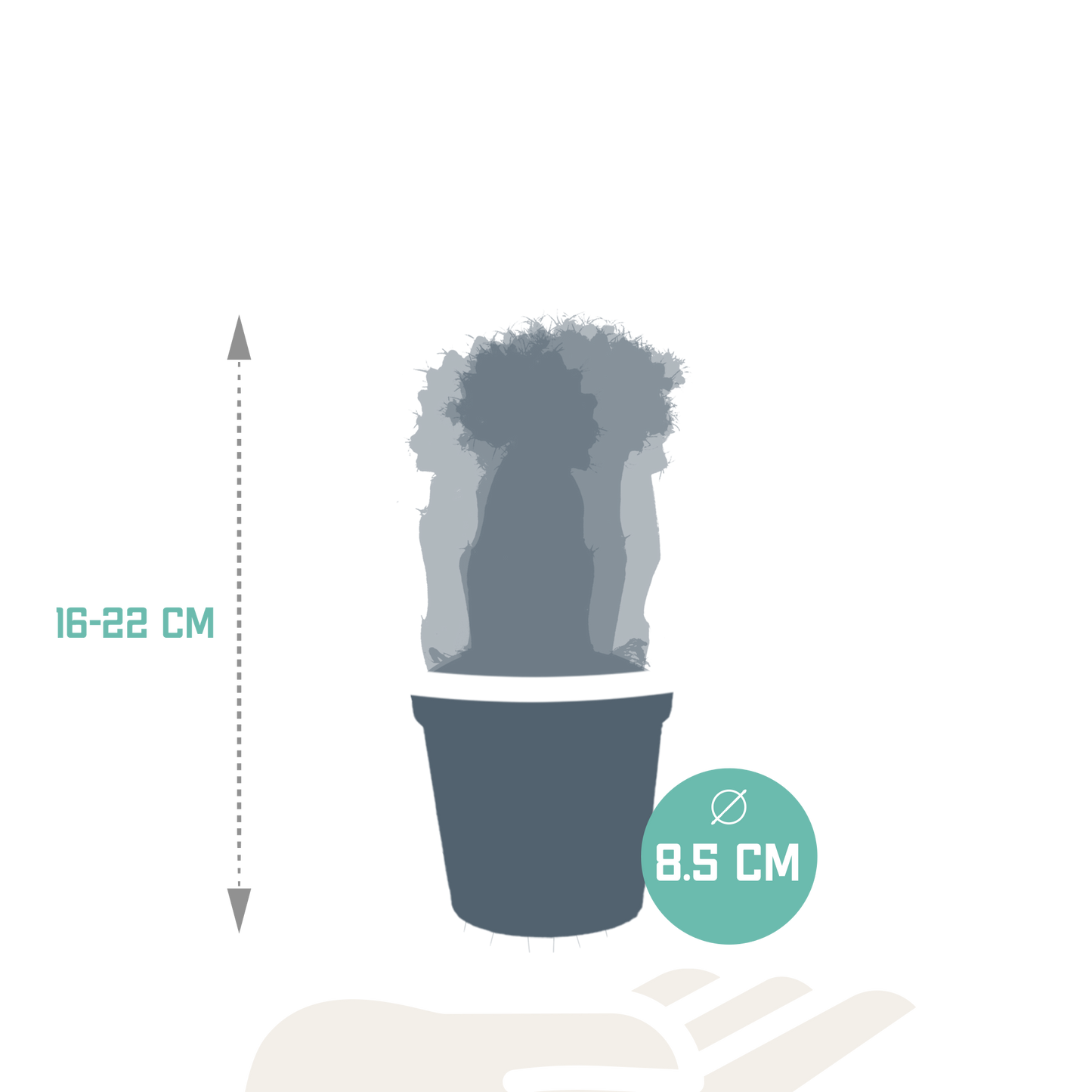 Euphorbia meloformis variegata & Gymnocalycium Mix – 3er Set