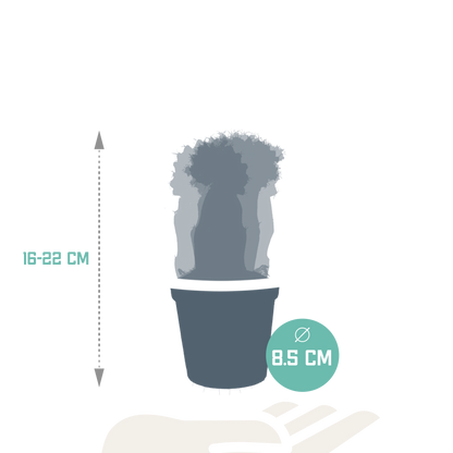 Euphorbia meloformis variegata & Gymnocalycium Mix – 3er Set