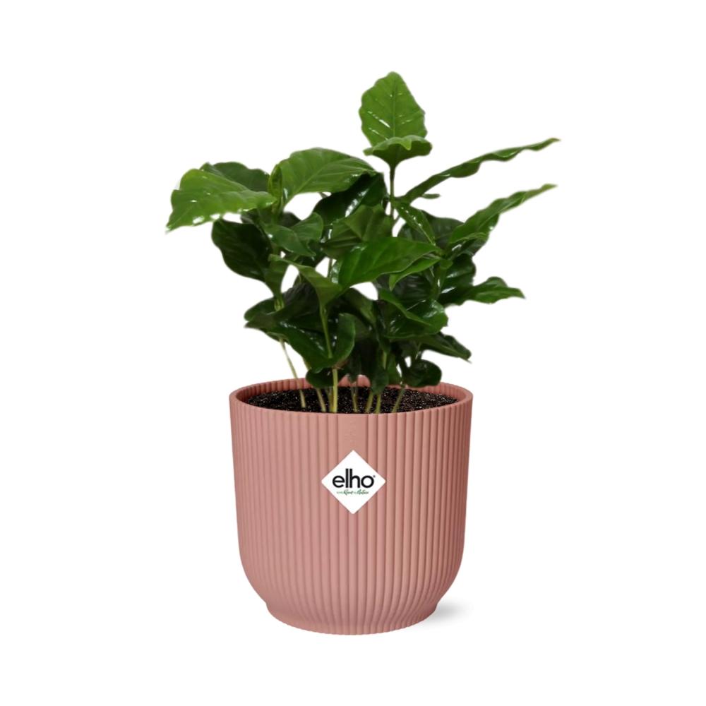 Coffea Arabica Zimmerpflanze im rosa ELHO Vibes Fold 14cm Topf