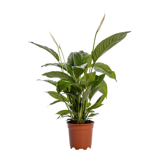 Spathiphyllum Bingo Cupido – Pflegeleichte Friedenslilie Ø19cm