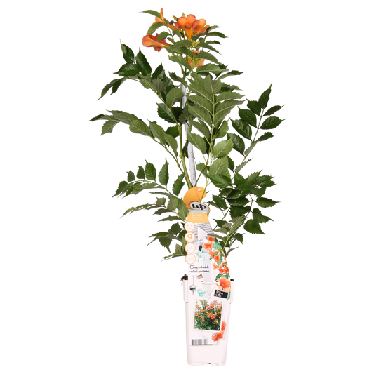 Trompetenblume 'Indian Summer' – Leuchtend orange, Ø15cm, 65cm hoch