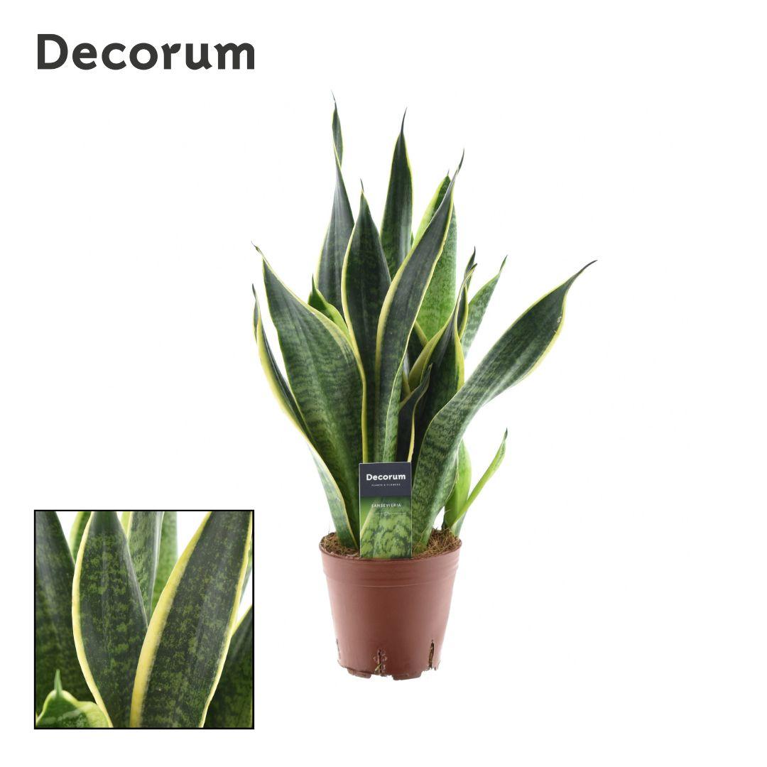 Sansevieria Futura Superba – Pflegeleichte Trendpflanze Ø14cm