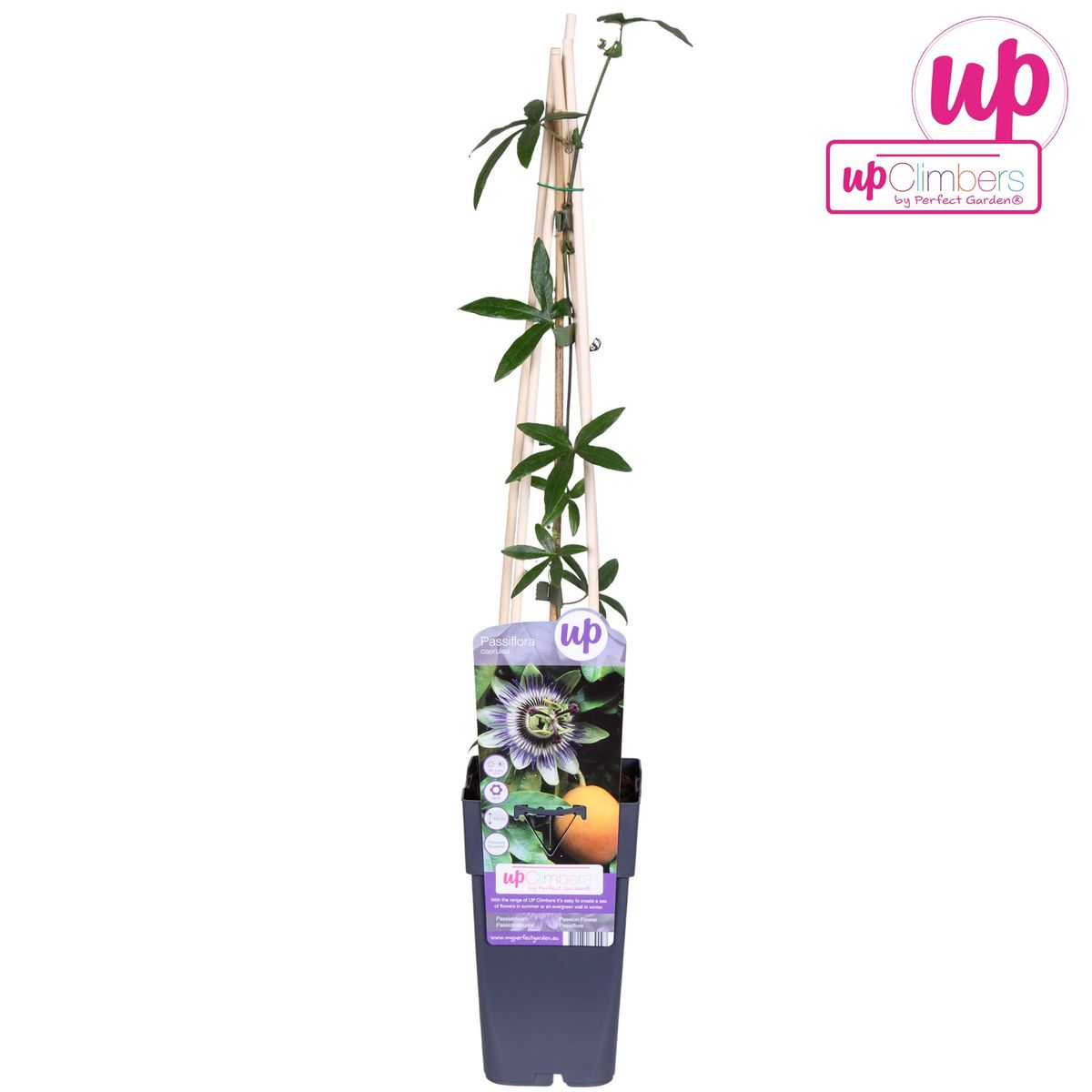 Passiflora caerulea – Winterharte Kletterpflanze Ø15cm