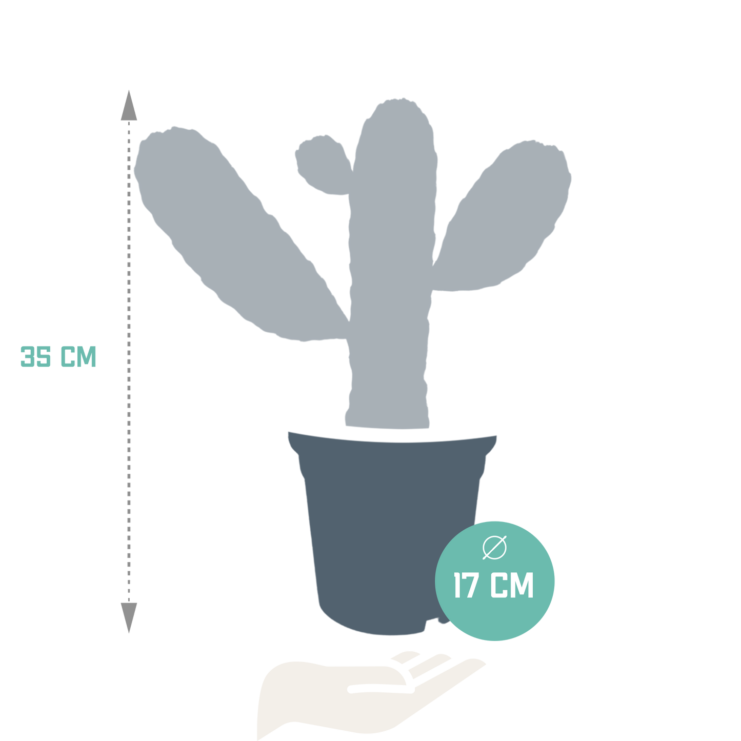 Opuntia consuela – Pflegeleichter Micky Mouse Kaktus 17cm
