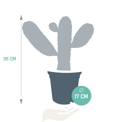 Opuntia consuela – Pflegeleichter Micky Mouse Kaktus 17cm