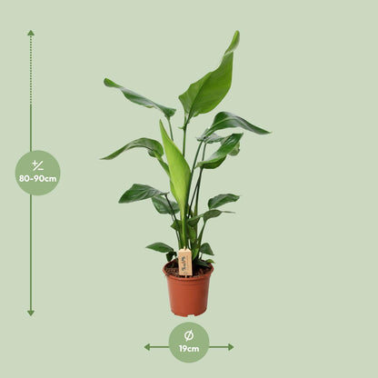 Strelitzia Nicolai – Bird of Paradise Ø19cm, 90cm hoch