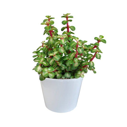 Portulacaria afra mediopicta in weißem Übertopf 10,5 cm