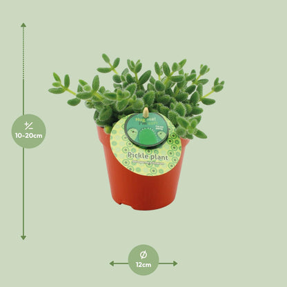 Delosperma Echinatum – Pflegeleichte Gurkenpflanze Ø12 cm