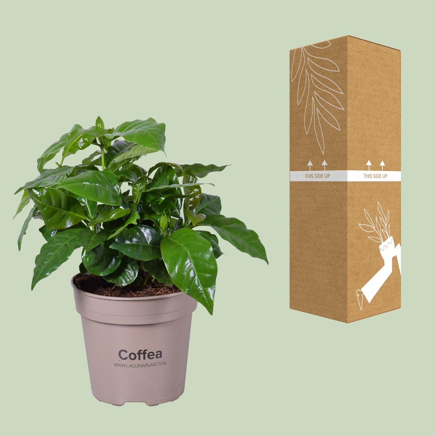 Coffea Arabica - Pflegeleichte Kaffeepflanze Ø15cm