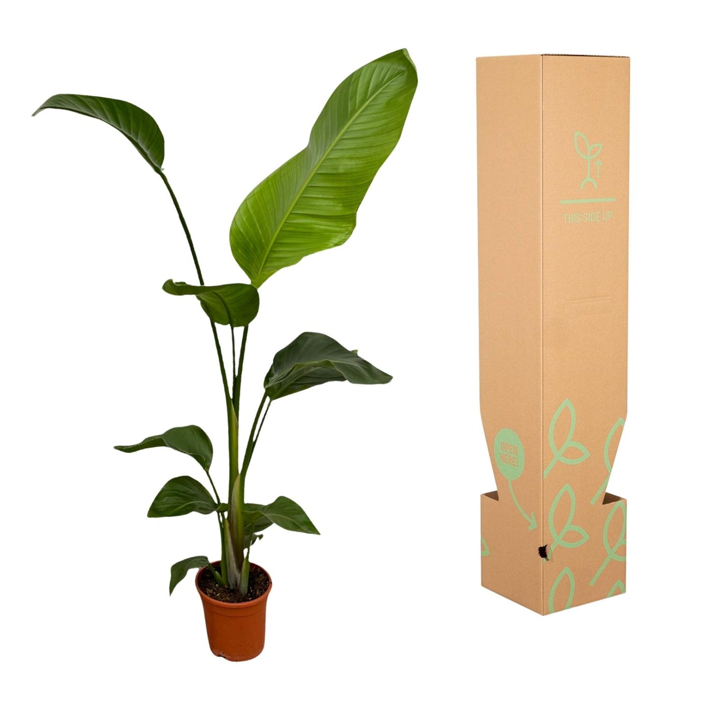 2x Strelitzia Nicolai – Exotische, pflegeleichte Zimmerpflanze 100 cm