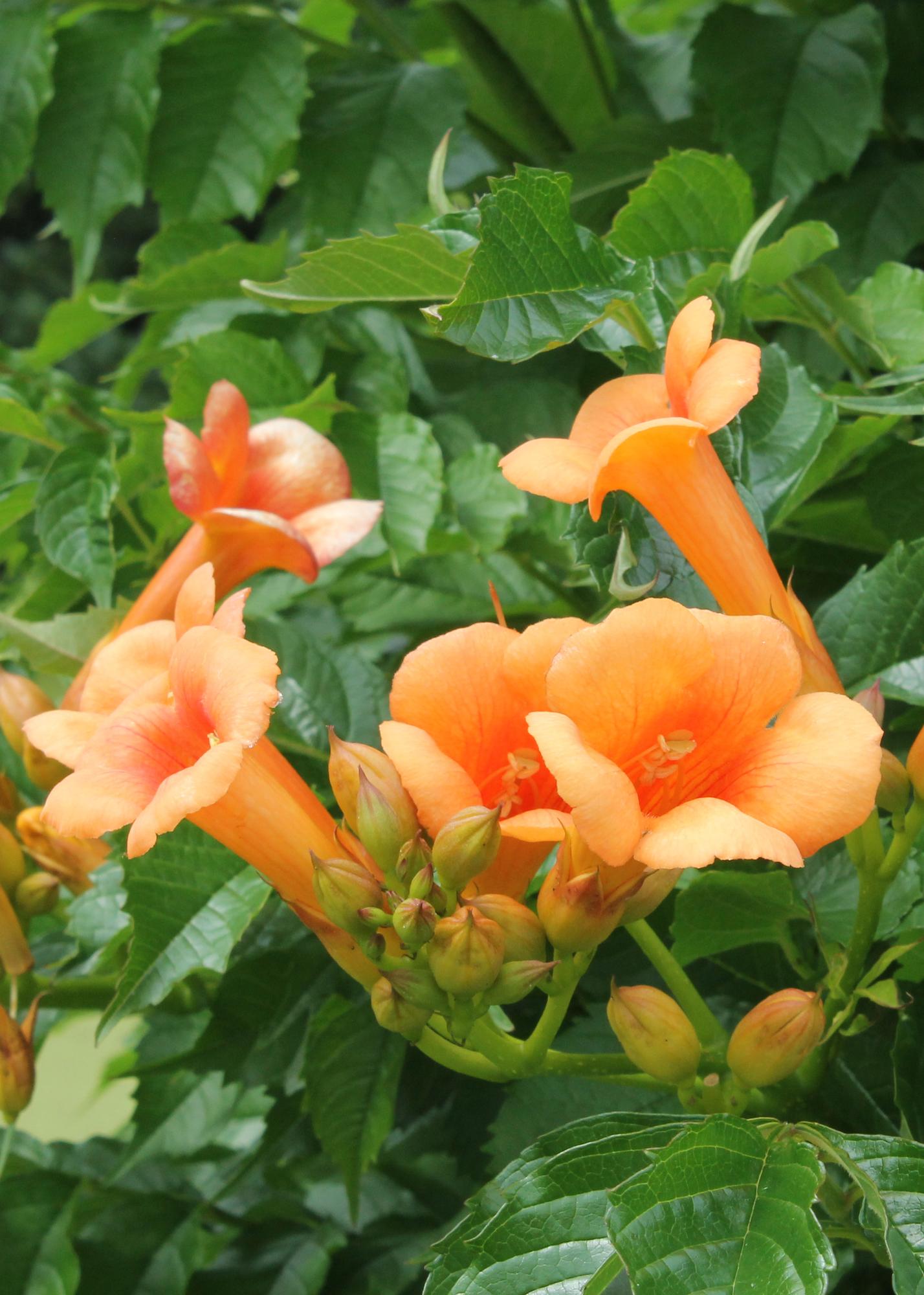 2x Campsis 'Indian Summer' – Robuste Kletterpflanze Ø15cm
