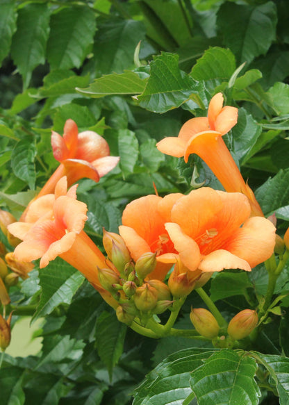 2x Campsis 'Indian Summer' – Robuste Kletterpflanze Ø15cm