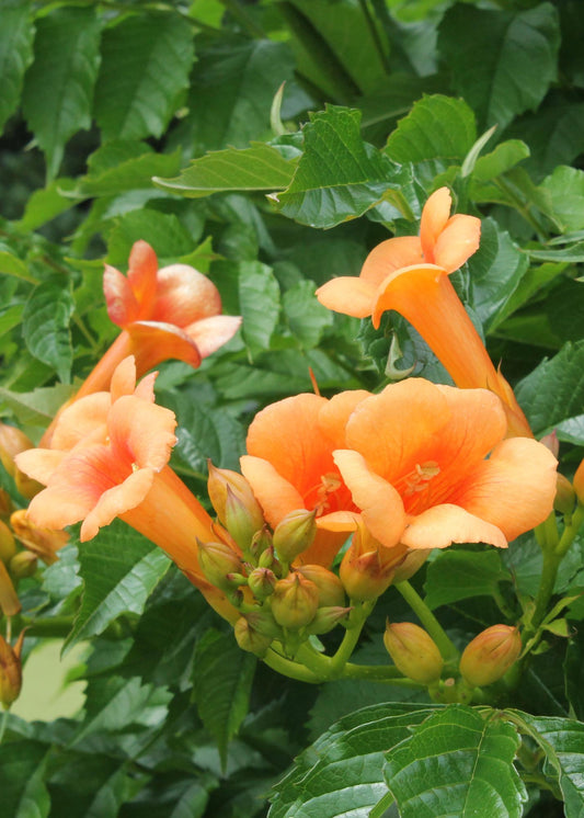 2x Campsis 'Indian Summer' – Robuste Kletterpflanze Ø15cm