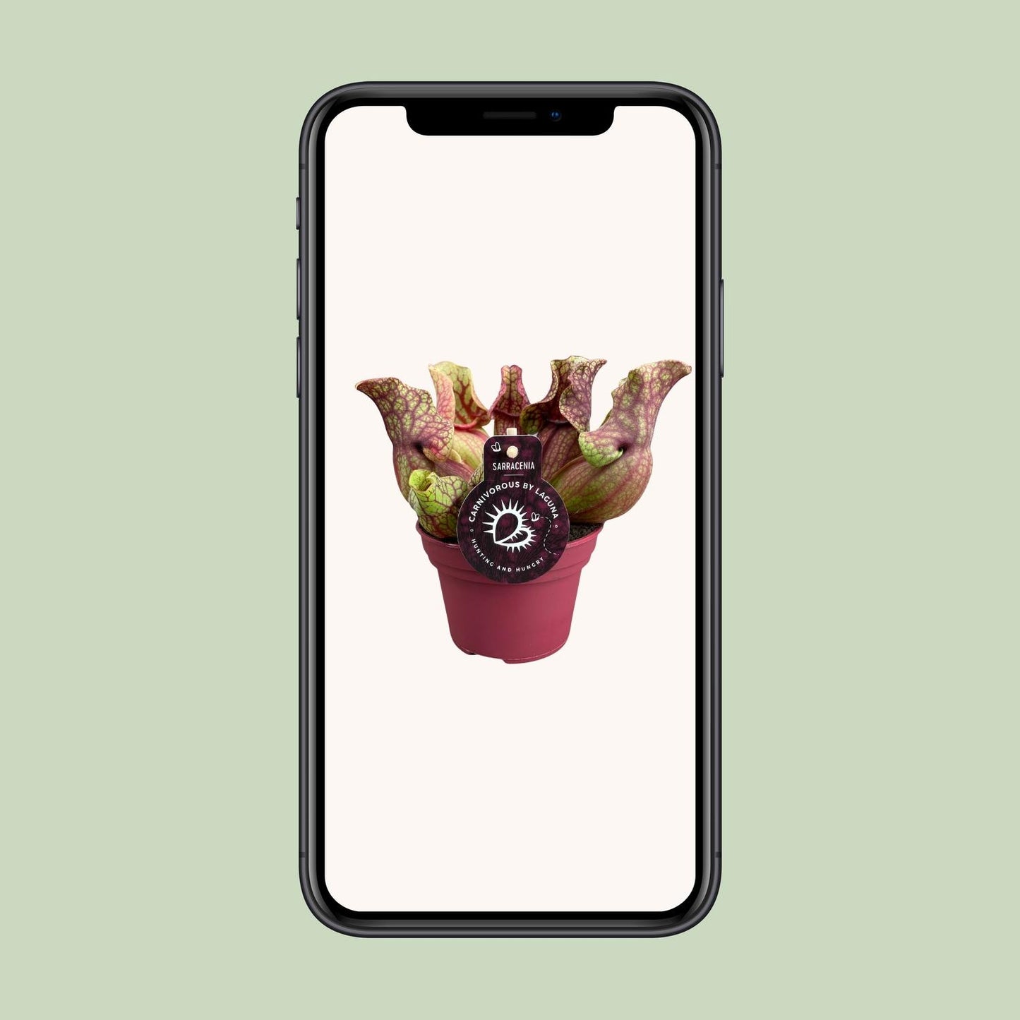 Sarracenia Venosa – Kesselförmige Schlauchpflanze Ø12cm