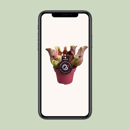 Sarracenia Venosa – Kesselförmige Schlauchpflanze Ø12cm