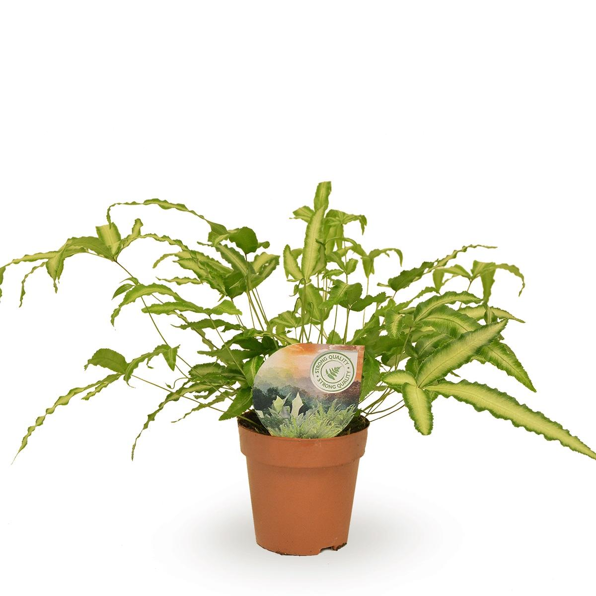 Pteris Albolineata – Pflegeleichte Zimmerpflanze Ø12cm