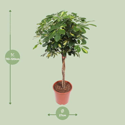 Schefflera Gold Capella – Pflegeleichte Tropen-Zimmerpflanze Ø27cm