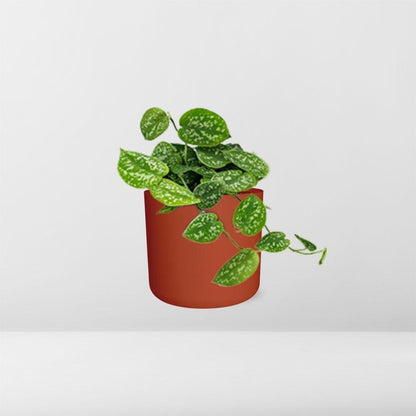 Scindapsus Pictus ‘Argyraeus’ in ELHO b.for soft rond 14cm brique