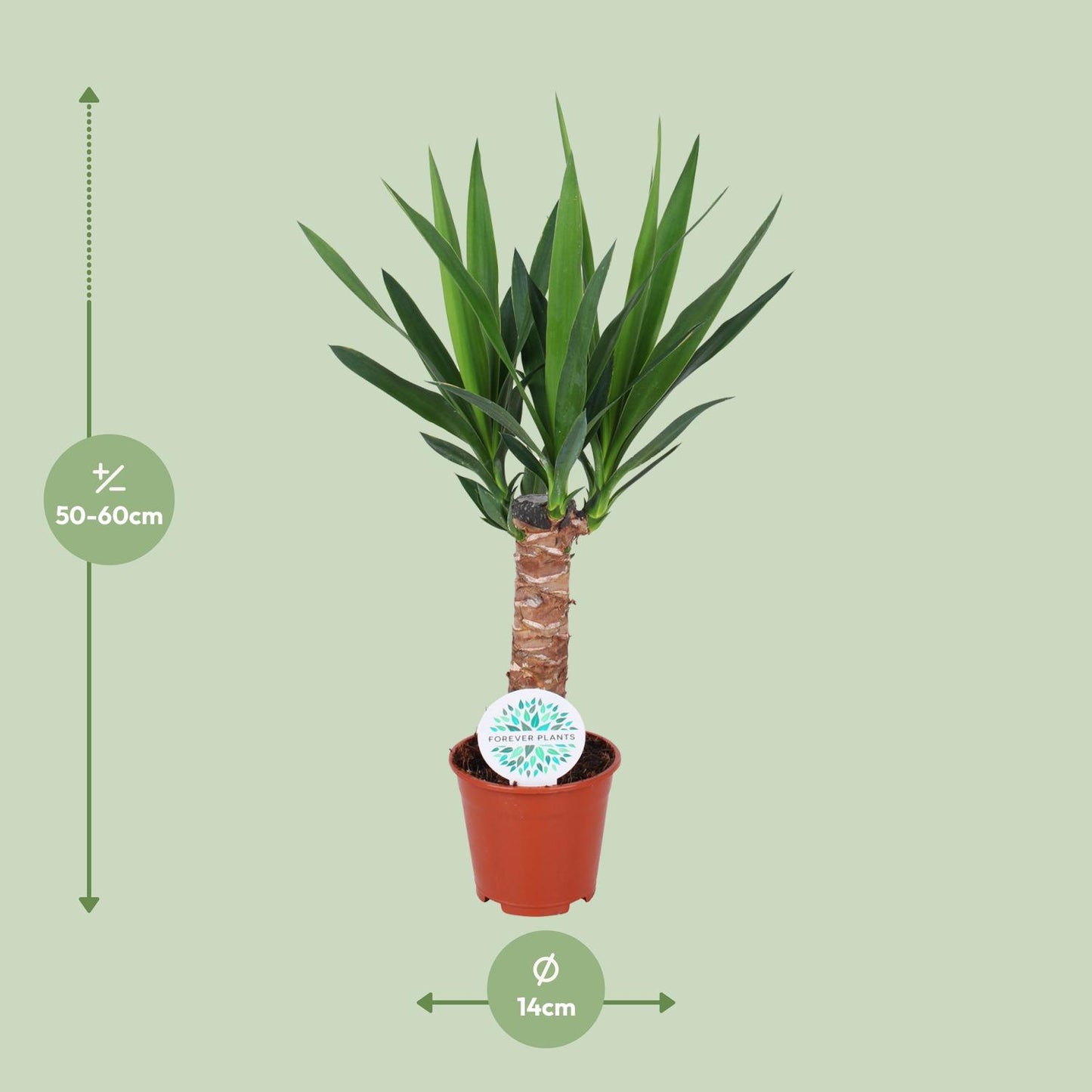 Yucca Elephantipes – Pflegeleichte Zimmerpflanze Ø14cm, 60cm hoch