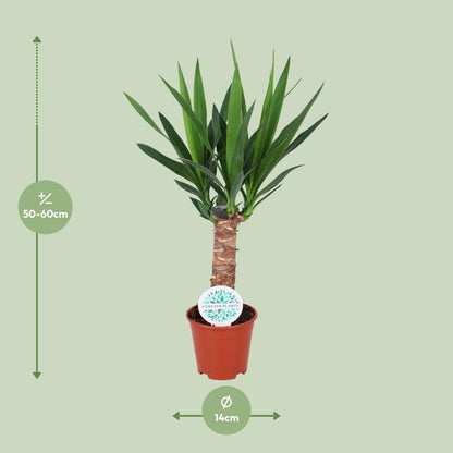 Yucca Elephantipes – Pflegeleichte Zimmerpflanze Ø14cm, 60cm hoch
