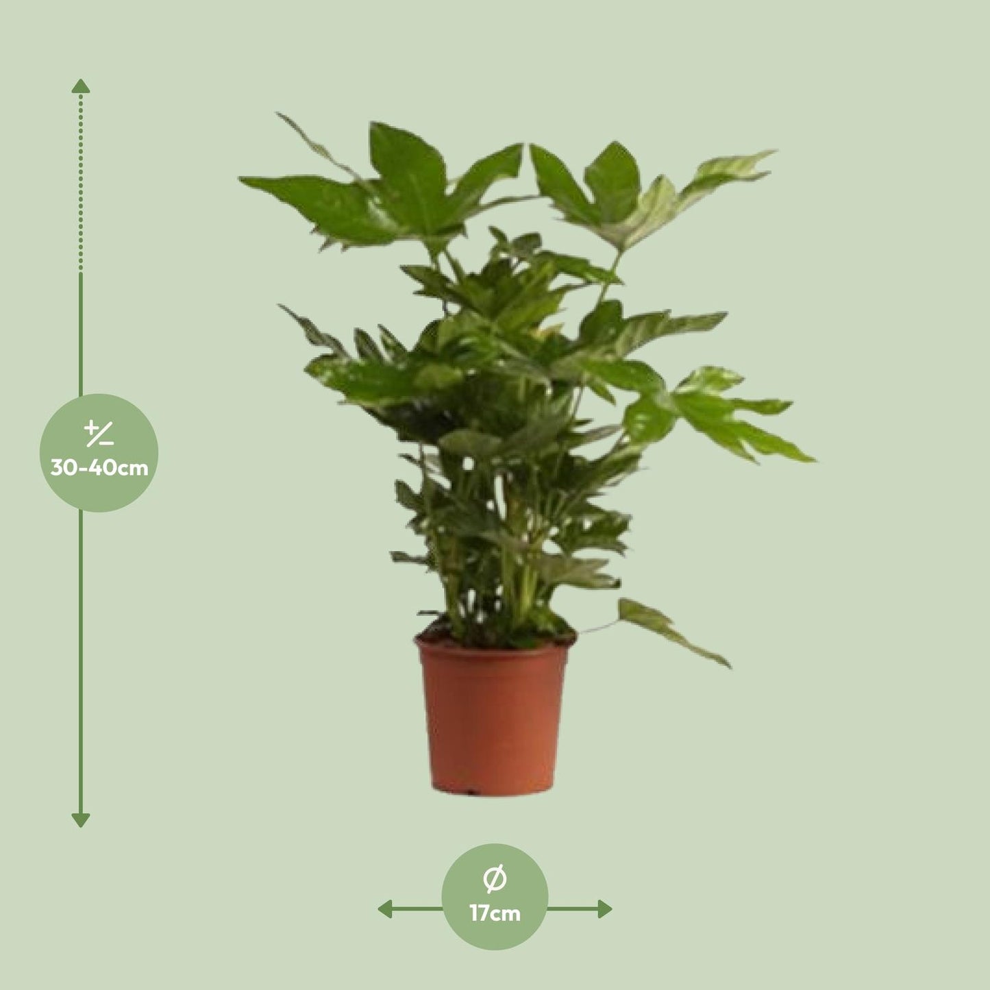 Zimmeraralie (Fatsia Japonica) – Pflegeleichte Trendpflanze