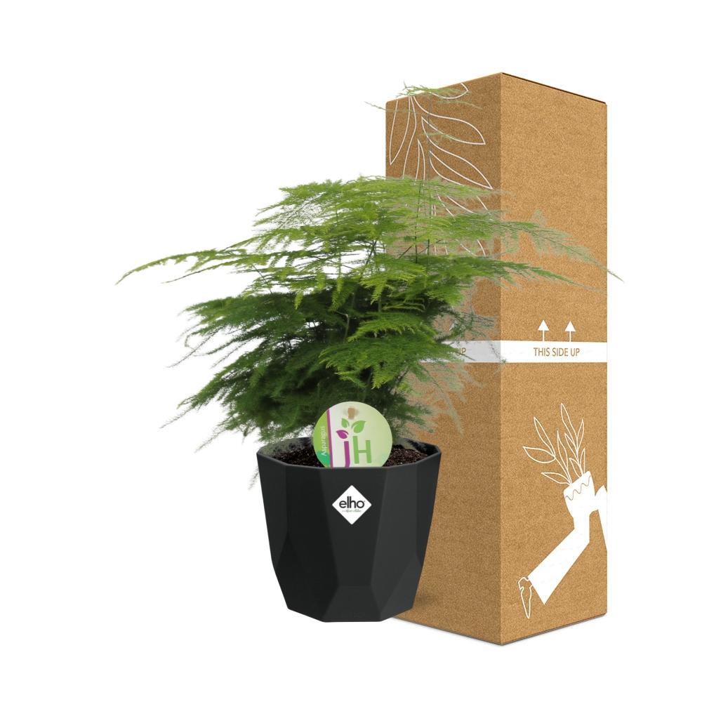 Spargelfarn (Asparagus densiflorus) im 14cm Topf