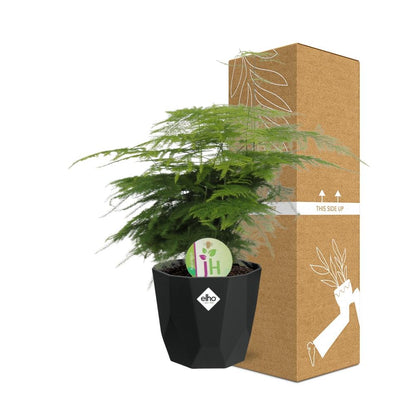 Spargelfarn (Asparagus densiflorus) im 14cm Topf