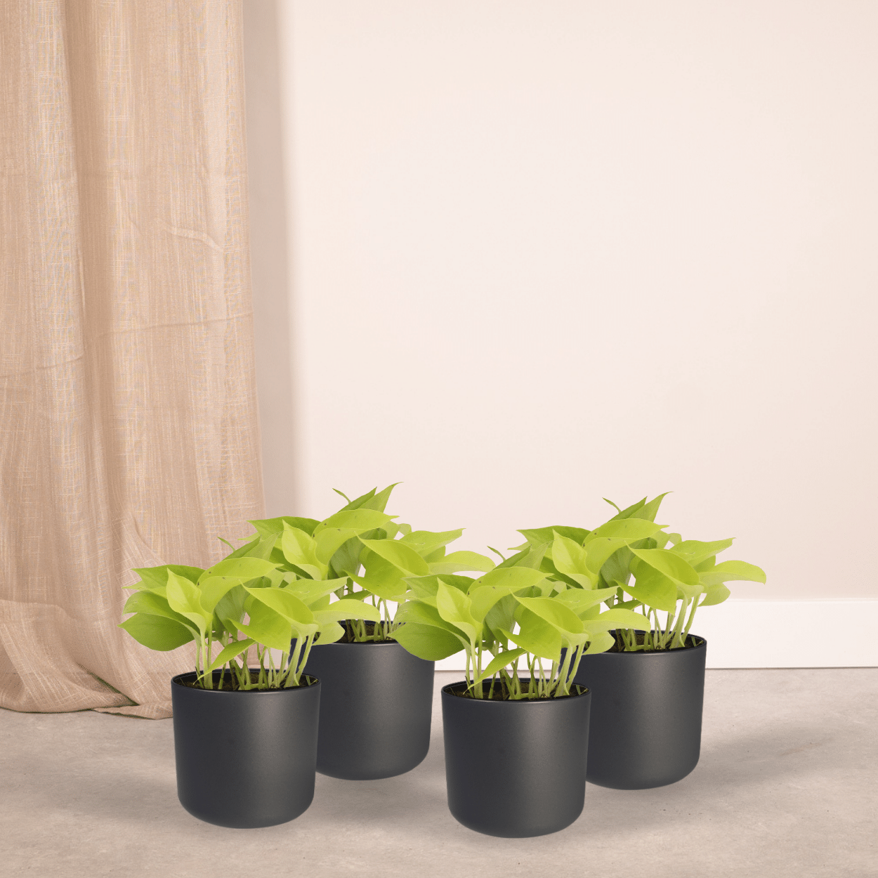 Efeutute Golden Pothos 4er Set – Pflegeleichte Hängepflanze Ø12cm