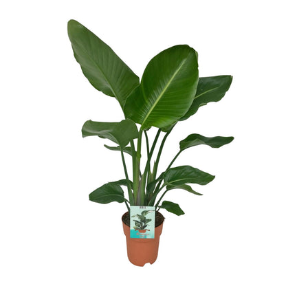 Strelitzia Nicolai – Paradiesvogelpflanze Ø19cm, 90cm hoch