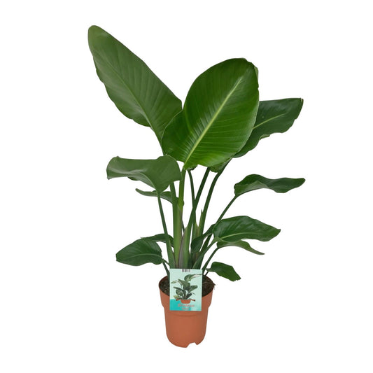 Strelitzia Nicolai – Paradiesvogelpflanze Ø19cm, 90cm hoch