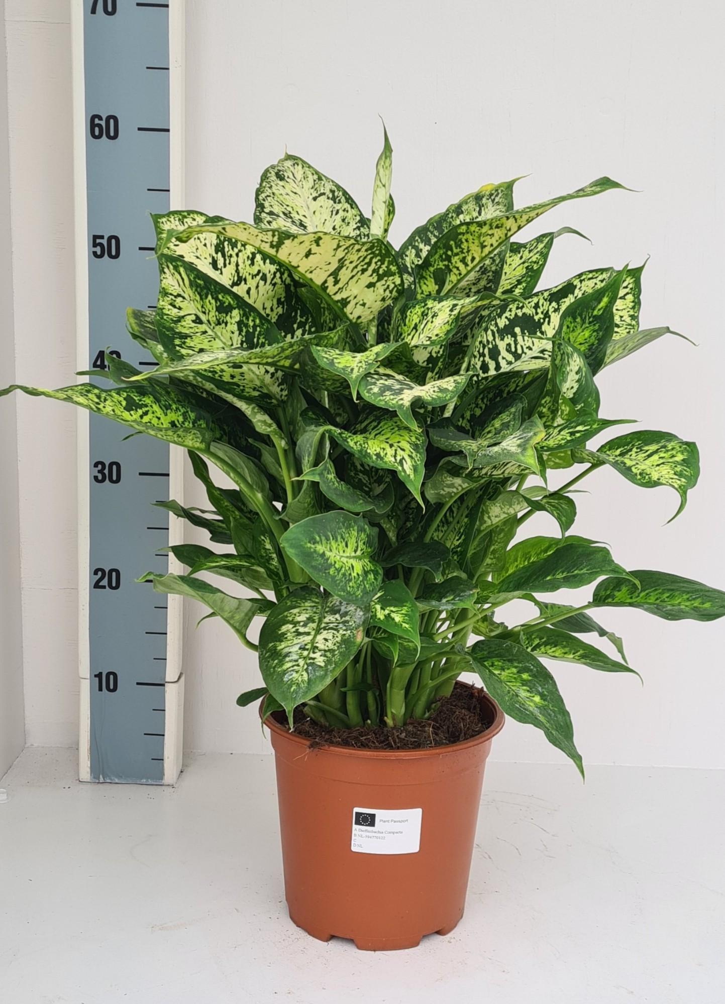 Dieffenbachia Compacta – Pflegeleichte Trendpflanze für Ihr Zuhause