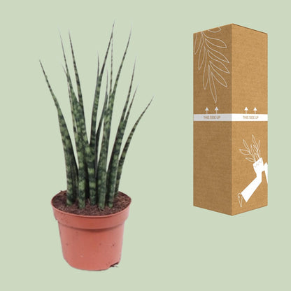 Sansevieria Fernwood Mikado – Pflegeleichte Zimmerpflanze Ø12cm