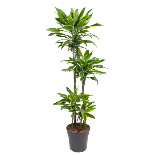 Dracaena Golden Coast – 140 cm pflegeleichte Zimmerpflanze