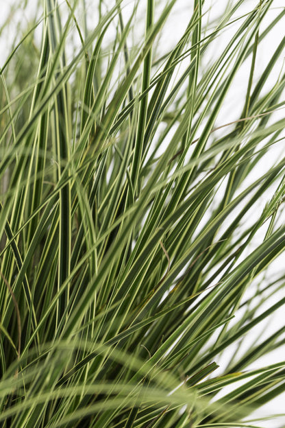 3x Carex brunnea 'Variegata' – Buntes, pflegeleichtes Ziergras Ø14cm