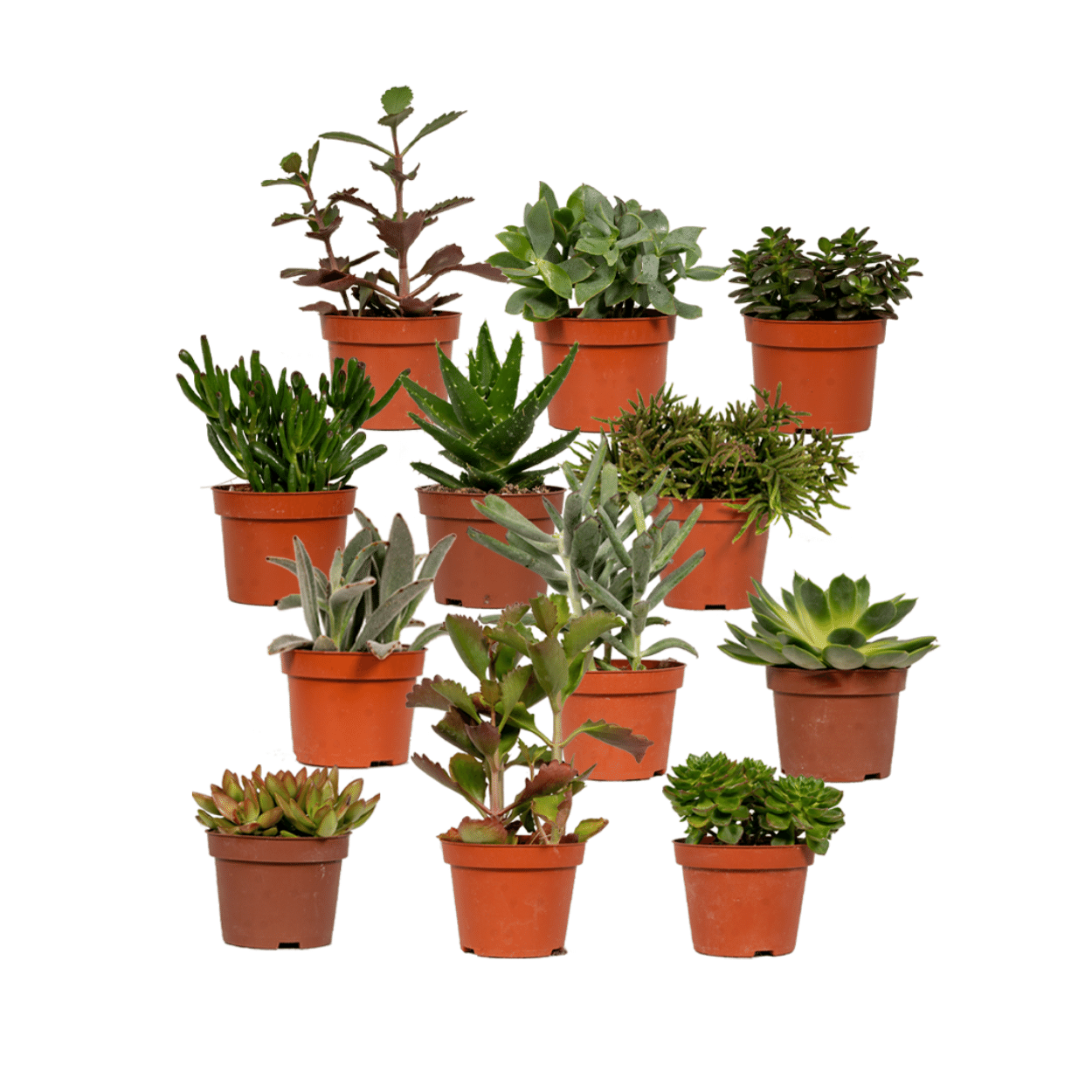 Sukkulenten Mix 12er Set Ø 10,5 cm – Pflegeleicht & Trendpflanze
