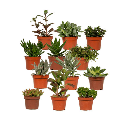 Sukkulenten Mix 12er Set Ø 10,5 cm – Pflegeleicht & Trendpflanze