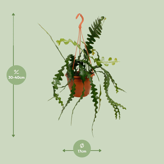 Epiphyllum Anguliger – Fischgrätenkaktus Ø17cm, 35cm hoch