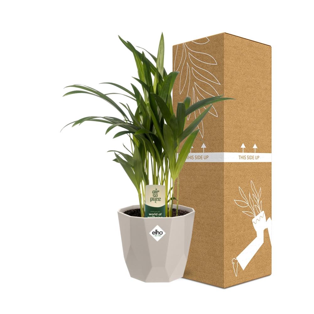 Dypsis Lutescens (Bambuspalme) 12cm in ELHO b.for rock Topf