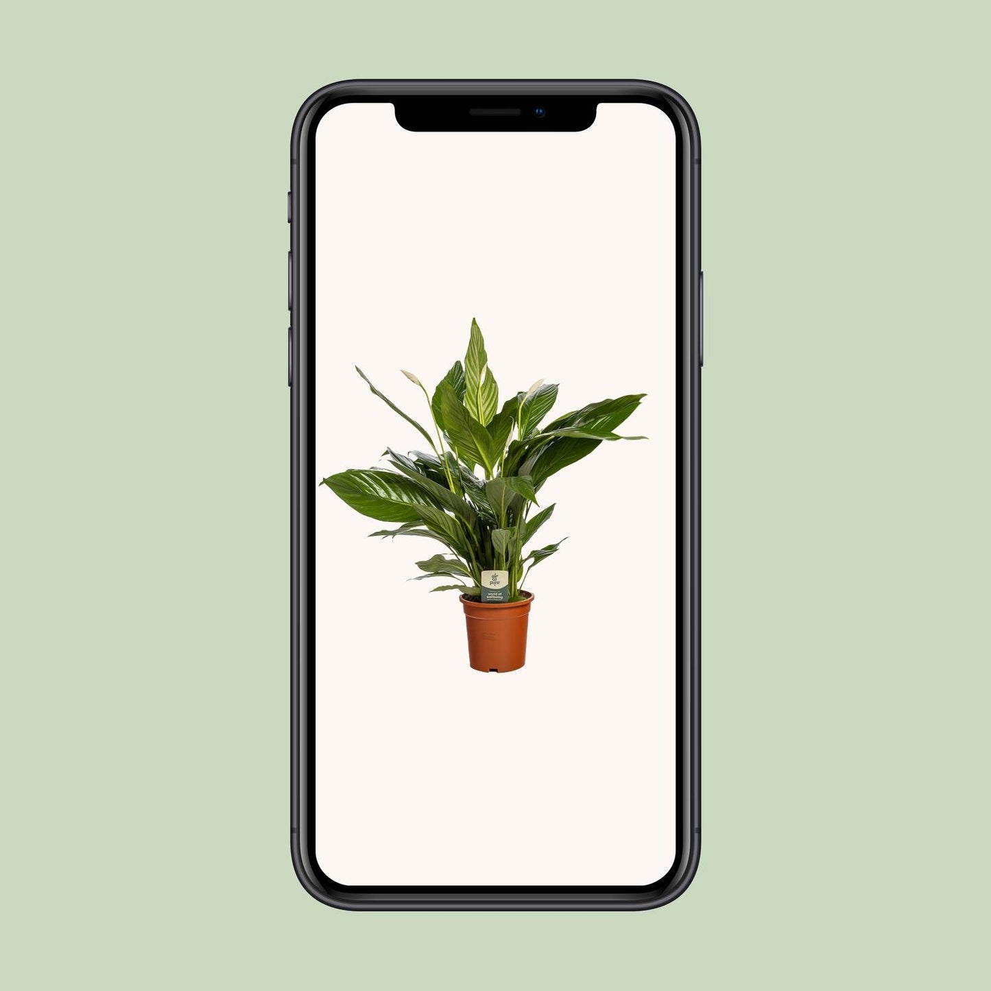 Spathiphyllum Bingo Cupido – Pflegeleichte Friedenslilie Ø19cm