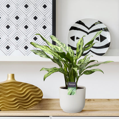Aglaonema Juliette – Pflegeleichte Zimmerpflanze 40 cm