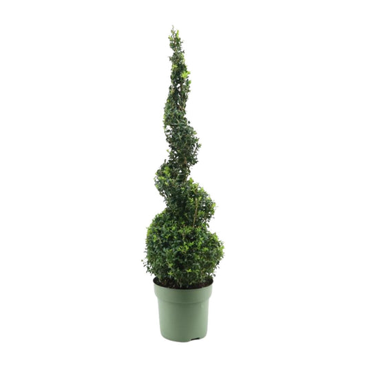 Buchsbaum Spirale 90 cm – Pflegeleicht & Robust
