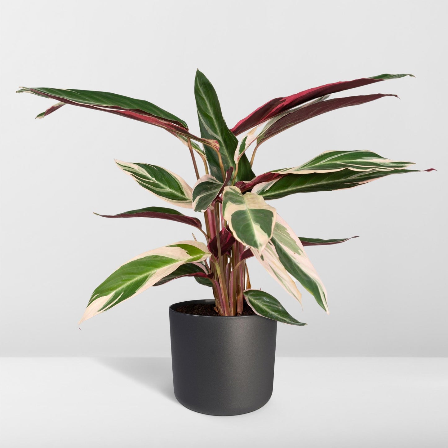 Calathea Triostar – Tropische pflegeleichte Zimmerpflanze Ø19cm