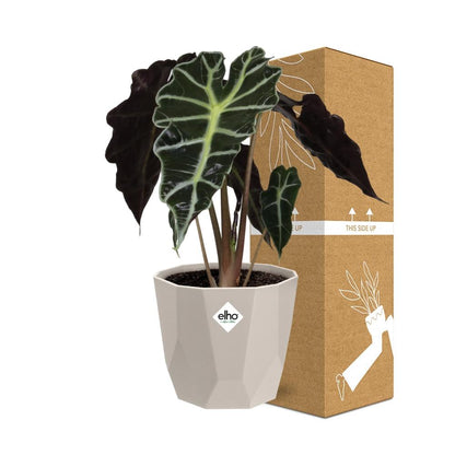 Alocasia ‘Polly’ in ELHO b.for rock 14 cm warm grey