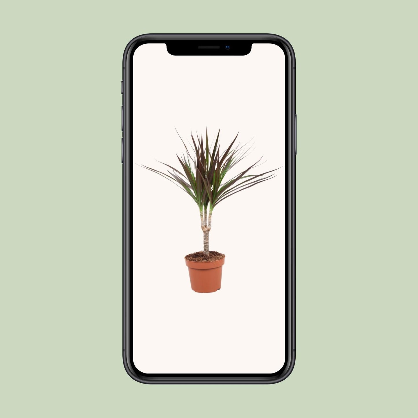 Dracaena Magenta – Pflegeleichter Drachenbaum Ø12cm, 50cm hoch