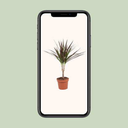 Dracaena Magenta – Pflegeleichter Drachenbaum Ø12cm, 50cm hoch